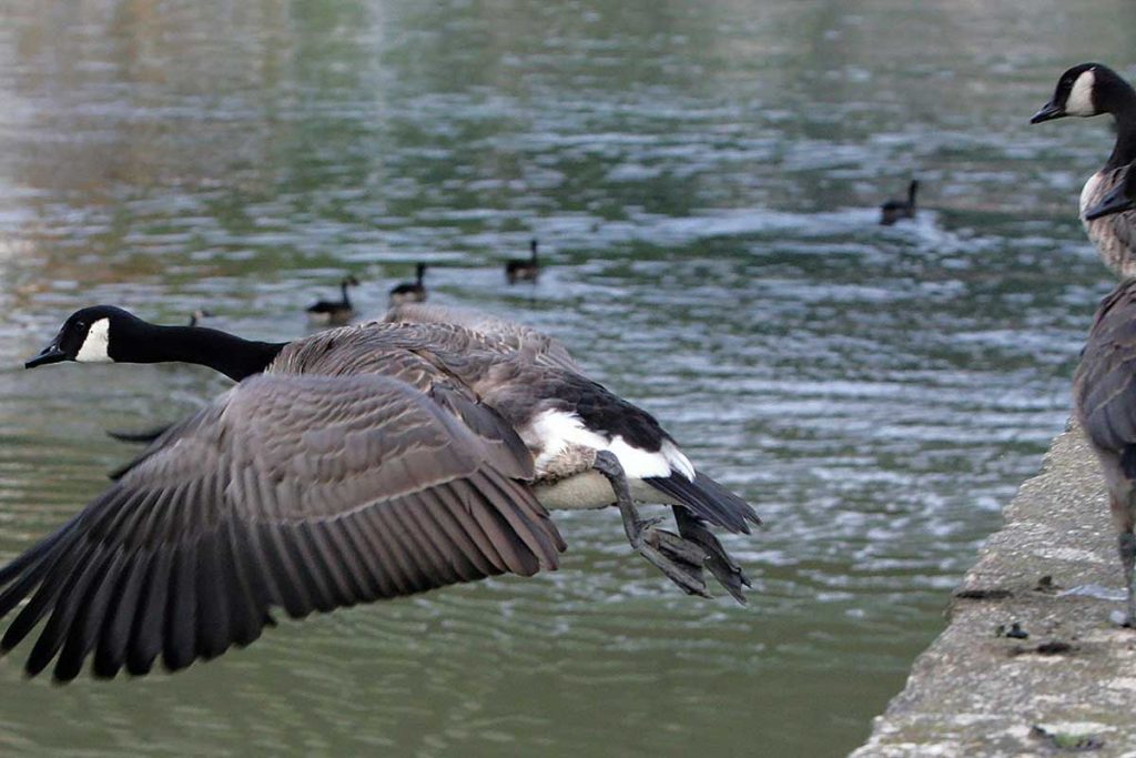 Canadian Goose on the beautiful lake