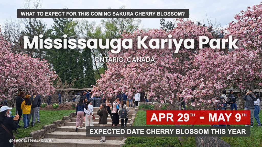Mississauga Kariya Park Sakura Cherry Blossom 2025