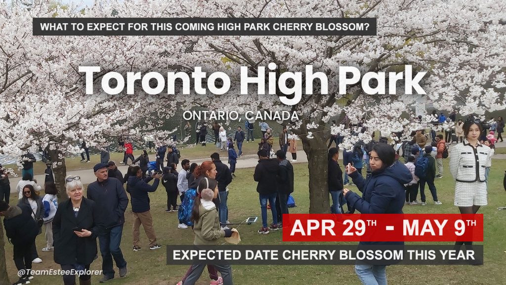 Toronto High Park Sakura Cherry Blossom 2025
