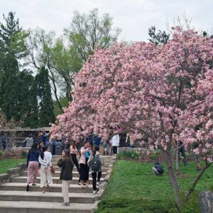 Mississauga Kariya Park - Sakura Cherry Blosson season