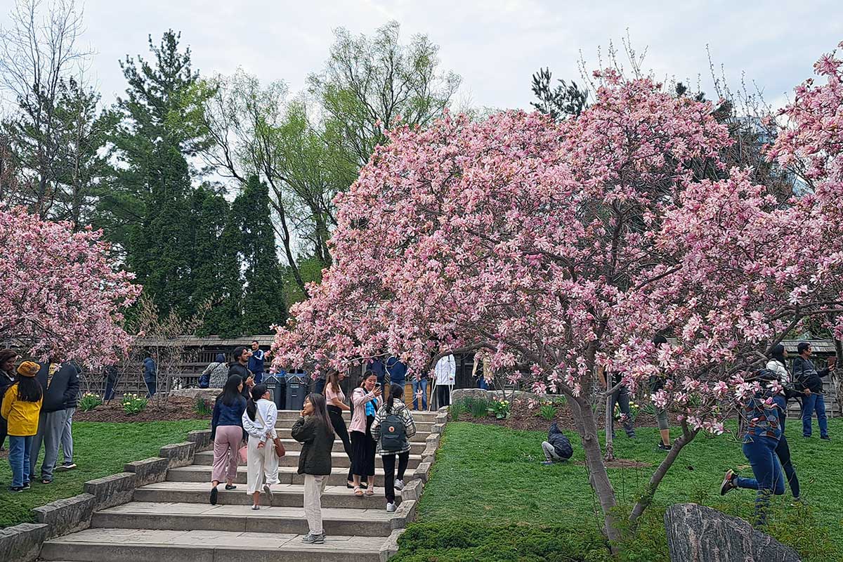 Mississauga Kariya Park - Sakura Cherry Blosson season