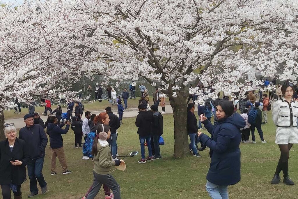 Toronto High Park - Sakura Cherry Blosson season